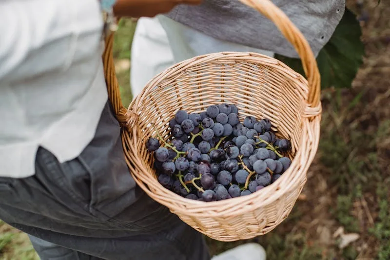 raisin noir, fruit à éviter pour les femmes enceintes